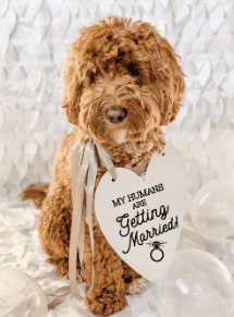 My Humans Are Getting Married sign from Etsy
