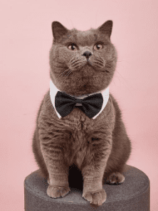 Pet Bow Tie from Shein