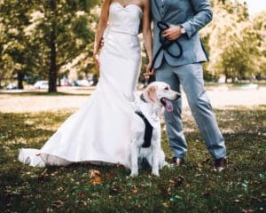 Image describes a dog at a wedding day.