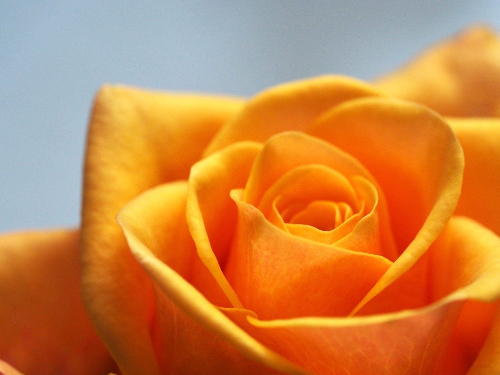 Orange wedding rose flower