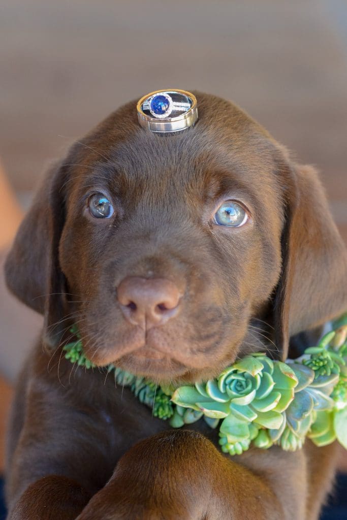 Brown puppy with wedding rings