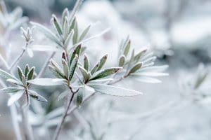 Frosted plants