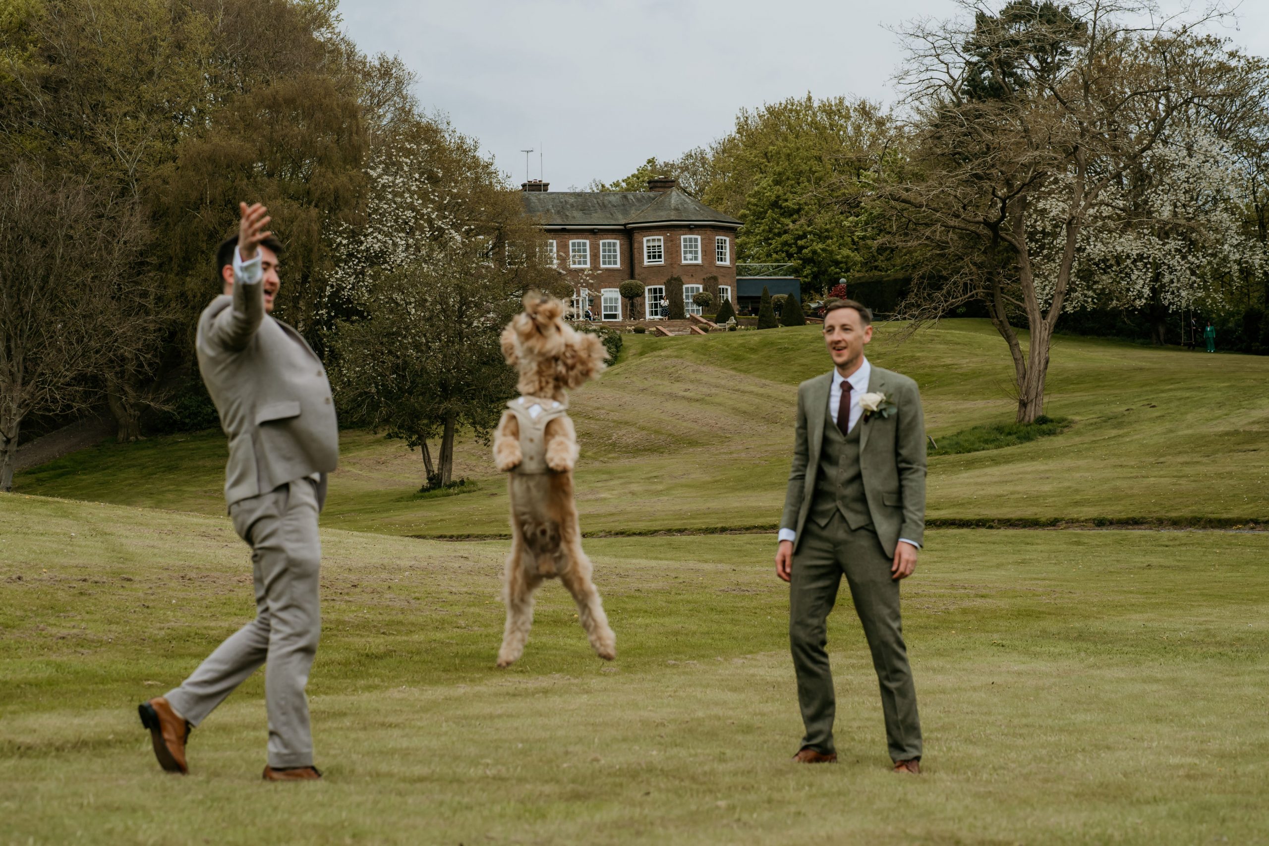 Dogs at Weddings